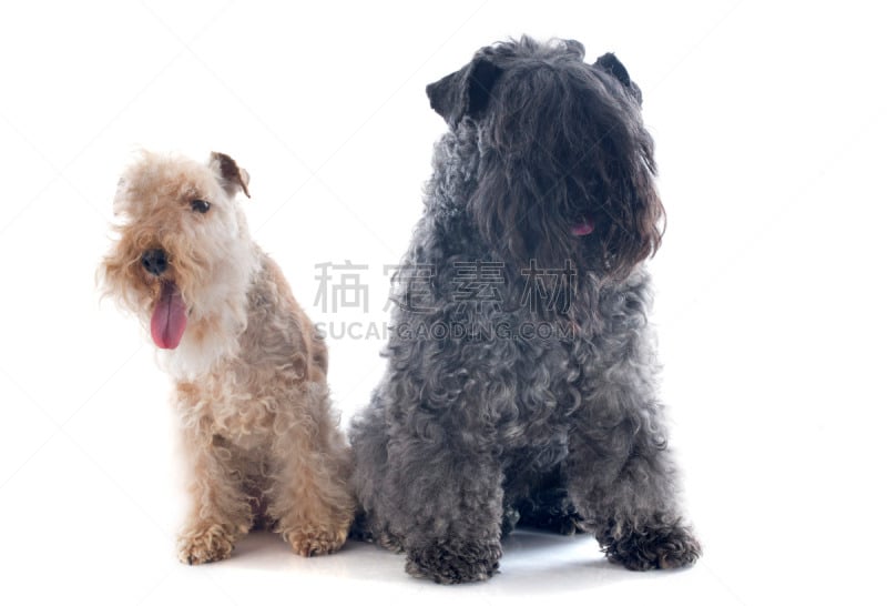 lakeland terrier,凯瑞郡,福克斯猎狐犬,猎犬,褐色,灰色,纯种犬,水平画幅,梗犬,两只动物