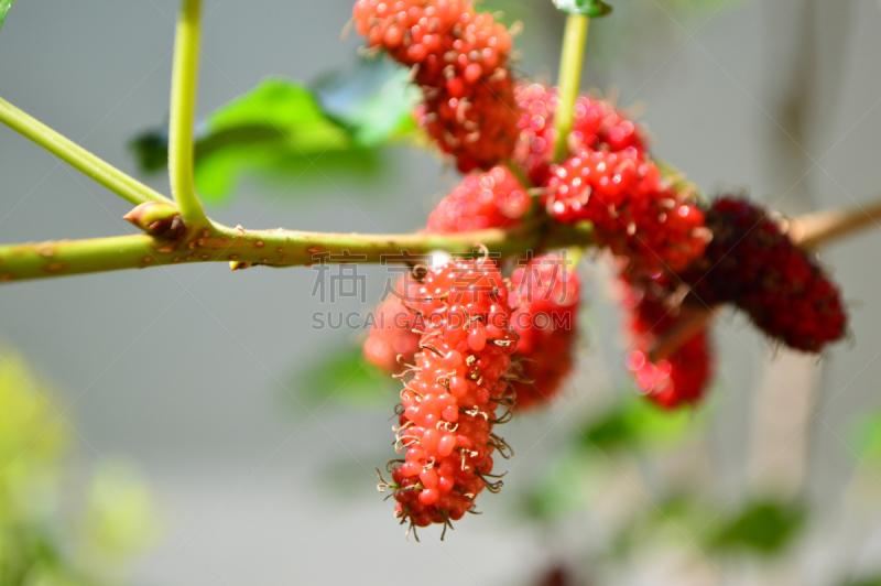 桑椹,泰国,桑叶,桑树,蚕,水平画幅,无人,纤维,维生素,夏天