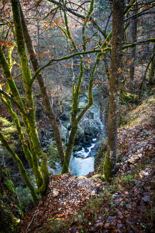 森林,斯特里卡,波悉尼,julian alps,垂直画幅,水,公园,沟壑,苔藓,户外