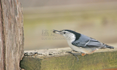 安乐蜥,白胸五十雀,五子雀,水平画幅,小的,鸟类,套装,摄影,唱,坐