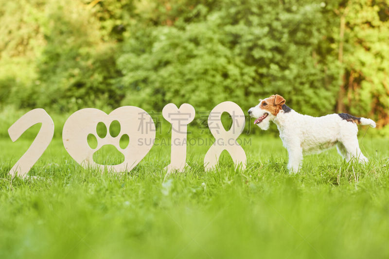 福克斯猎狐犬,新年前夕,狗,幸福,可爱的,2018,派克大街,公园,新的,水平画幅