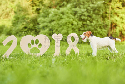 福克斯猎狐犬,新年前夕,狗,幸福,可爱的,2018,派克大街,公园,新的,水平画幅