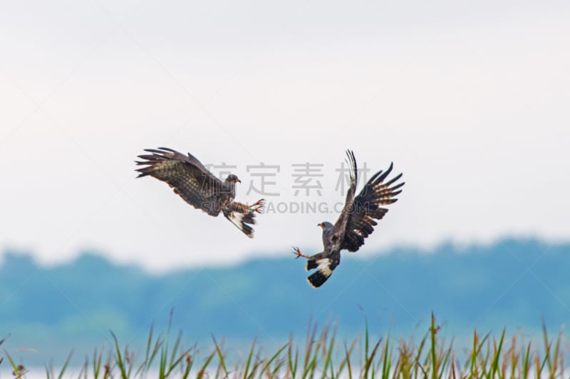 蜗牛,风筝,食肉鸟,水平画幅,鸟类,黑肩鸢,大沼泽地鸢,鹰爪,2015年,打斗