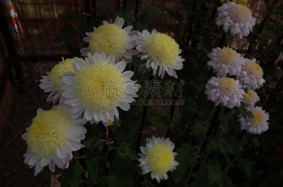 白色,菊花,米色,传统,清新,仅一朵花,枝繁叶茂,自然美,植物,户外