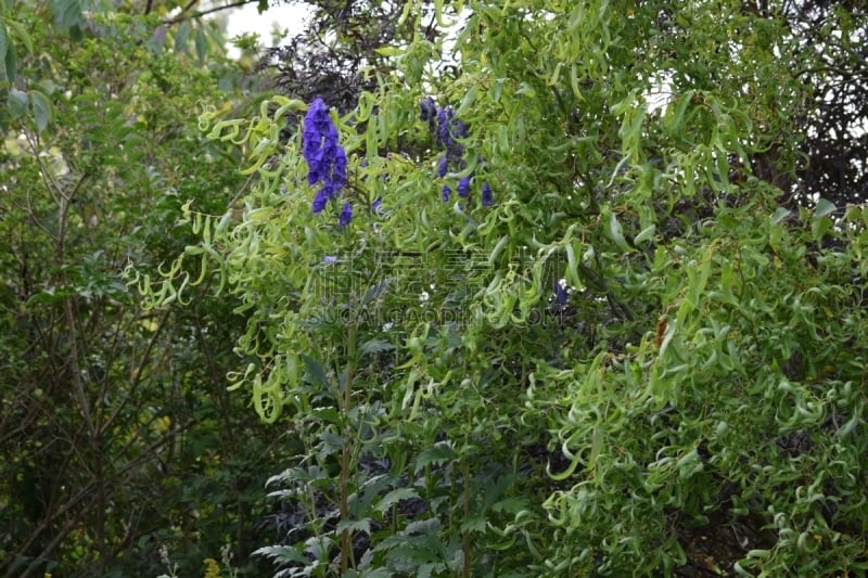 柳树,仅一朵花,水平画幅,秋天,无人,柳叶,户外,花蕾,庭院,2015年