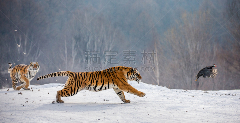 雪,中国,哈尔滨,西伯利亚虎,冬天,虎,捕猎行为,公园,查济,摄影