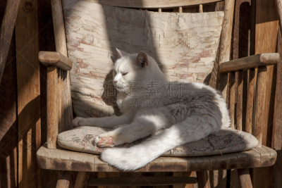 野生猫科动物,舒服,椅子,水平画幅,木制,无人,猫科动物,户外,乡村风格,家具