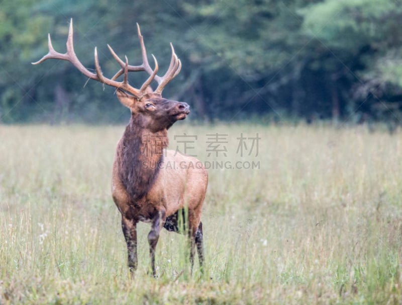 公牛,驼鹿,摆拍,注视镜头,幼小动物,管乐器,野生动物,雄性动物,哺乳纲,动物