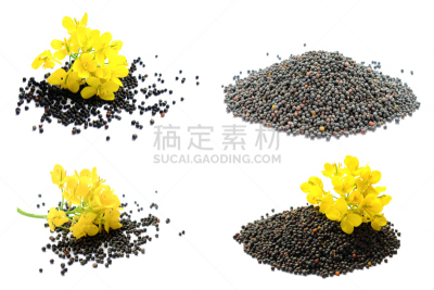白色,黄色,油菜花,芸苔,种子,清新,植物群,分离着色,芥菜,花