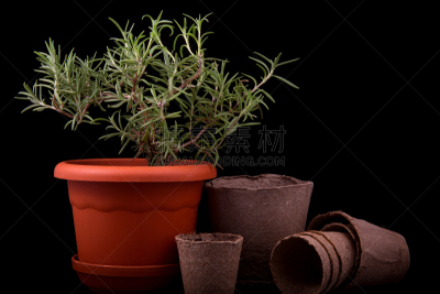 灌木,迷迭香,泥炭,锅,心脏移植术,移植手术,肥料,水平画幅,无人,健康保健