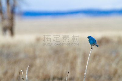 山脉蓝知更鸟,泰頓村,杰克森,杰克逊,杰克逊霍尔,提顿山脉,怀俄明,水平画幅,野外动物,户外