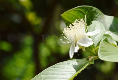 园林,番石榴,水,水平画幅,水的各种形态,湿,维生素,动物习性,阴影,户外