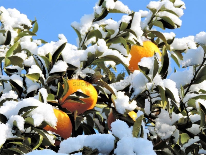 橙子,雪,东京,早晨,两只动物,夜晚,寒冷,环境,橙色,安东尼奥维瓦尔第