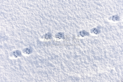 猫,雪,冬天,运动跑道,爪印,脚印,动物留下的痕迹,留白,水平画幅,高视角