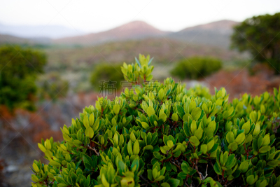 法国,科西嘉,背景,水平画幅,特写,山,岛,植物群,地形,绿色