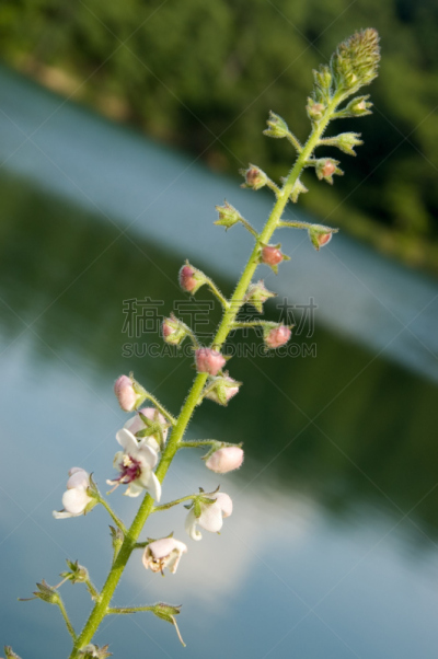 花序,野花,植物,摩根镇,西弗吉尼亚,叶表皮,垂直画幅,水,留白,无人