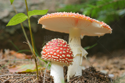 毒蝇菇,红色,植物茎,真菌,伞形毒菌,水平画幅,无人,有毒生物体,危险,蘑菇