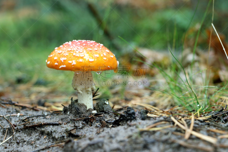 雨,蘑菇,红色,伞菌,美,鹅膏菌,水平画幅,无人,巨大的,湿