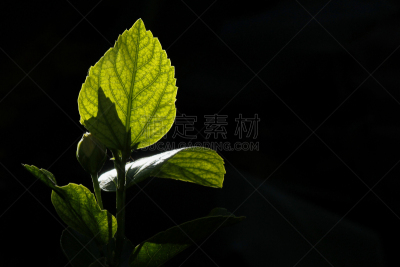 日光,叶子,自然,水平画幅,绿色,无人,早晨,植物,简单