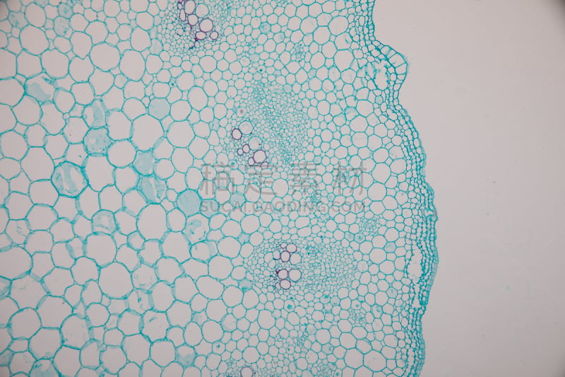 显微镜,横截面,在下面,根部,单子叶植物,教室,植物茎,双子叶植物,生物学,背景分离