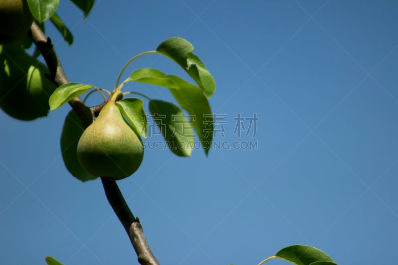 小的,梨,anjou pear,巴氏梨,自己采摘的农场,天空,水平画幅,无人,明亮,彩色图片