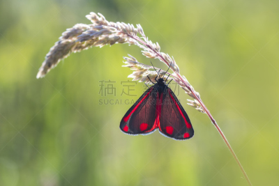 特写,朱砂蛾,草地,水平画幅,蝴蝶,无人,arctiid蛾,动物斑纹,草,蛾