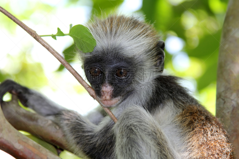 叶猴,猴子,野外动物,bay colobus monkey,桑吉巴尔,公园,水平画幅,热带雨林,户外,雨林