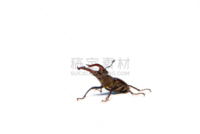 鹿角锹虫,甲虫,分离着色,白色背景,犀牛锹虫,无脊椎动物,japanese stag beetle,水平画幅,无人,动物学