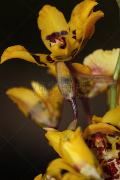 兰花,自然,垂直画幅,美国,雄蕊,无人,特写,单子叶植物,植物,黄色