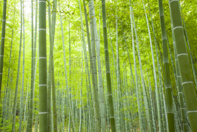 竹林,巨竹,竹子,笋,岚山,著名自然景观,正面视角,天空,京都府,禅宗