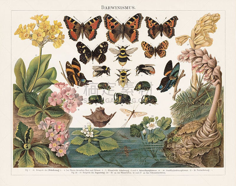 Darwinism, Natural Selection of Living Organisms, lithograph, published in 1897