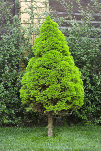 绿色,加拿大,巨大的,圣诞树,特写,垂直画幅,林区,曙暮光,明亮,松科