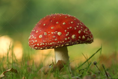 草,秋天,毒蘑菇,都市风光,橙色,自然美,真菌,夏天,户外,草地