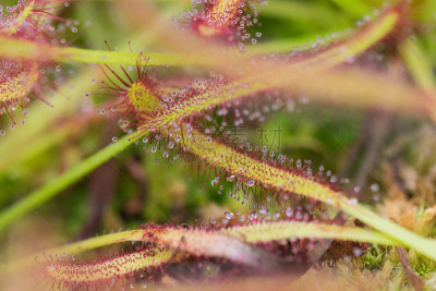 Drosera Capensis close-up view.