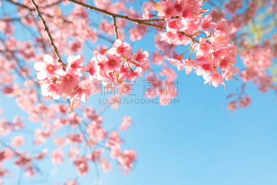樱花,天空,美,艺术,水平画幅,樱桃,无人,古典式,夏天,户外