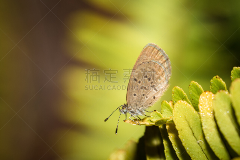 小的,蝴蝶,蛾,自然,褐色,水平画幅,枝繁叶茂,斑点,热带雨林,小胡子