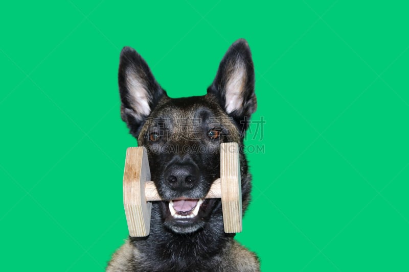 portrait de chien berger belge malinois avec haltères en bois entre les dents pour l'apport d'objet et apportable, sport  et concours canin sur fond ver