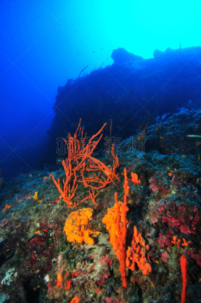 海绵,地中海,垂直画幅,无人,蓝色,水下,海洋生命,深的,底栖生物带,摄影