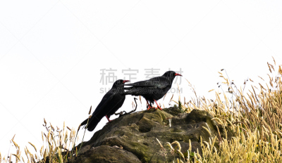 一对,自然,野生动物,水平画幅,鸟类,野外动物,户外,山鸦,科克郡,喙