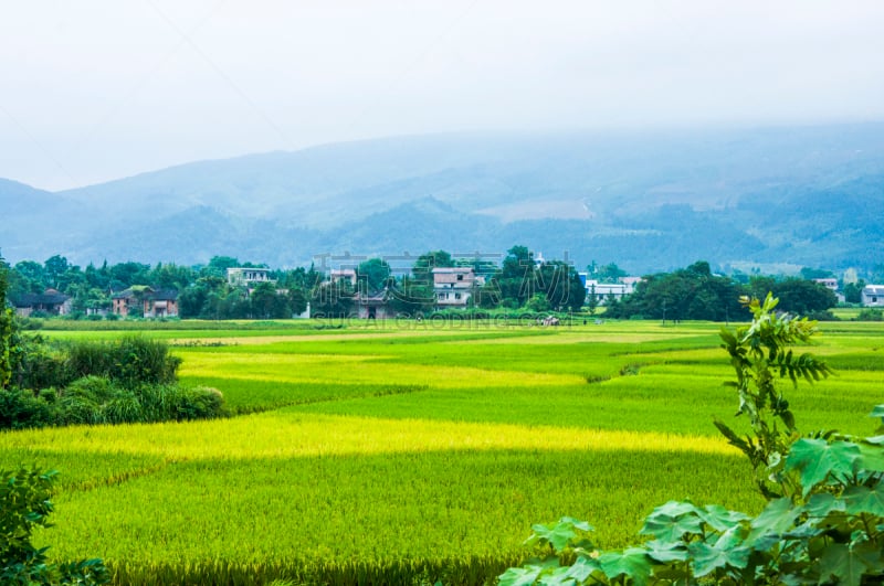 田地,稻,秋天,风景,桂林,稻田,水平画幅,生食,夏天,户外