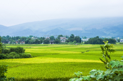 田地,稻,秋天,风景,桂林,稻田,水平画幅,生食,夏天,户外