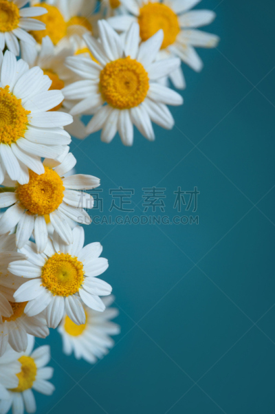 平铺,蓝色背景,枝,叶子,垂直画幅,太平洋山茱萸,无人,欧亚家燕,俄罗斯,摄影