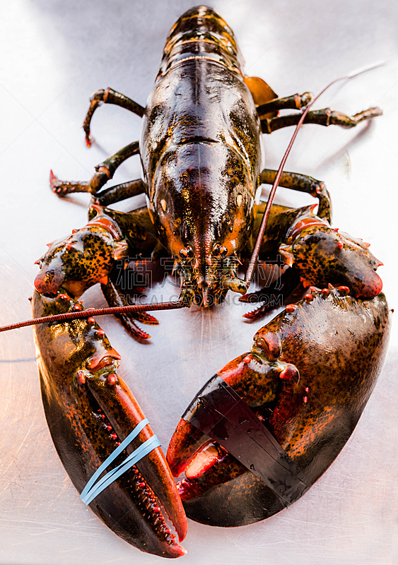 龙虾,红色,晚餐,生食,海产,清新,华贵,健康食物,垂直画幅,膳食