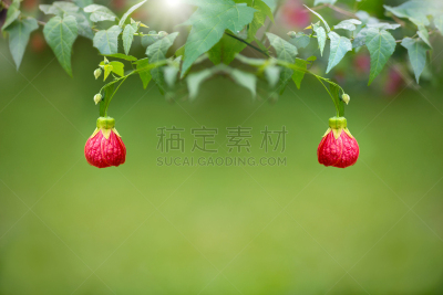 灯笼,白麻属植物,美,留白,苘麻,水平画幅,宫灯百合,无人,早晨,两个物体