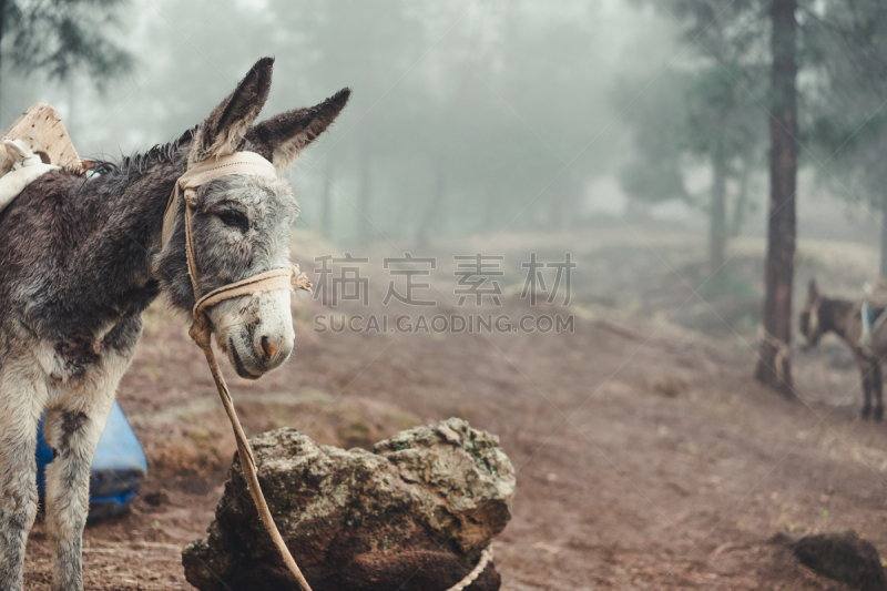 驴子,佛得角,雾,森林,早晨,侧面视角,圣安唐岛,松木,站