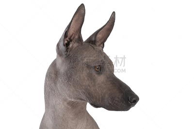 注视镜头,狗,雄性动物,美,水平画幅,美人,墨西哥无毛犬,动物身体部位,图像,特写