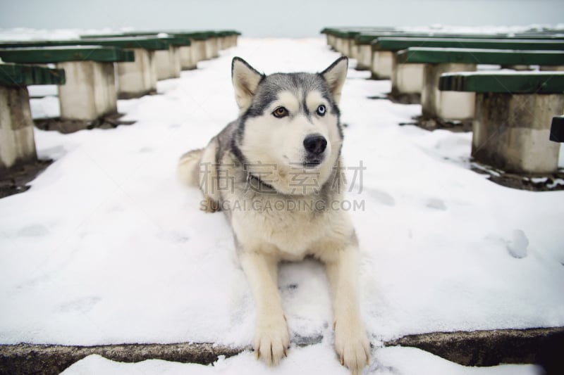 雪橇犬,雪,户外,西伯利亚,灰色,动物眼睛,异染色质,楚克其族,虹膜异色症,西伯利亚哈士奇犬