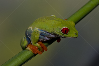 红眼树蛙,人工饲养动物,选择对焦,留白,水平画幅,无人,特写,不看镜头,动物主题,哥斯达黎加