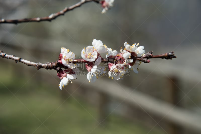 选择对焦,sexton,杏树,光合作用,水平画幅,2015年,花粉,花朵,鲜花盛开,摄影