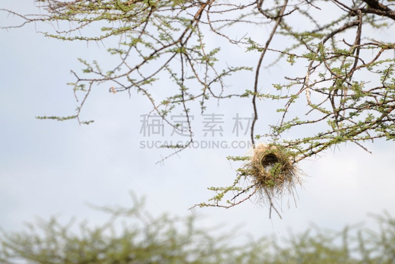 鸟巢,织巢鸟,自然,水平画幅,彩色图片,无人,悬挂的,枝,嫩枝,摄影